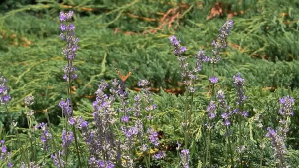 Farfalle Rallentatore Farfalle Adulte Arancio Ali Nere Volare Fiore Lavanda — Video Stock