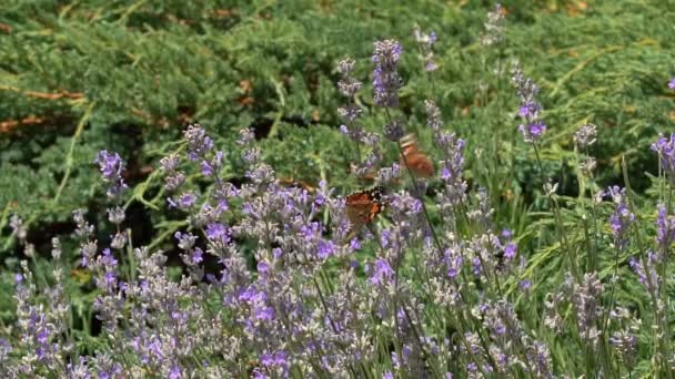 Butterfly Vliegt Slow Motion Volwassen Vlinders Oranje Zwarte Vleugels Vliegen — Stockvideo