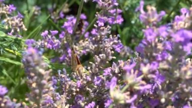 Kelebek yavaş hareket uçar. Yetişkin kelebekler turuncu siyah kanatları ve sabah bir lavanta çiçek üzerinde sinek. Bu yaz sezonunun güzel doğası.