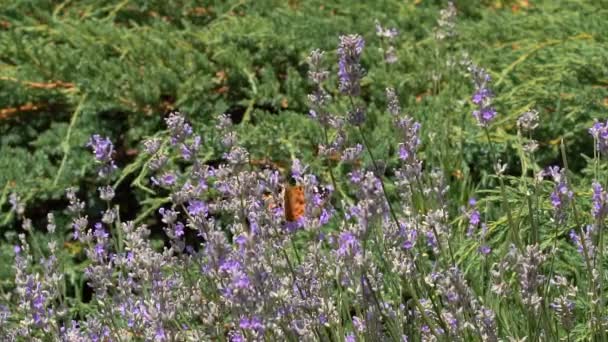 Mariposa Vuela Cámara Lenta Las Mariposas Adultas Anaranjan Las Alas — Vídeos de Stock