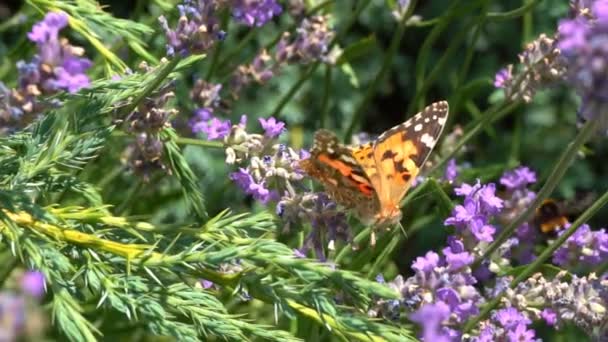 蝶はスローモーションを飛ぶ 大人の蝶はオレンジ色の黒い翼を持ち 朝はラベンダーの花の上を飛びます これは夏の季節の美しい自然です — ストック動画
