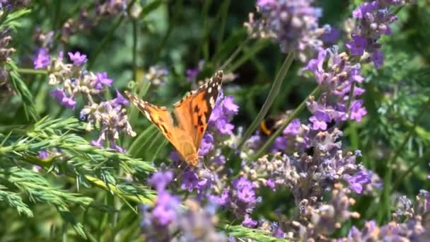 蝶はスローモーションを飛ぶ 大人の蝶はオレンジ色の黒い翼を持ち 朝はラベンダーの花の上を飛びます これは夏の季節の美しい自然です — ストック動画