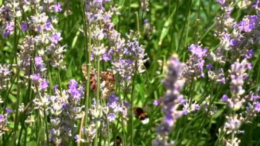 Kelebek yavaş hareket uçar. Yetişkin kelebekler turuncu siyah kanatları ve sabah bir lavanta çiçek üzerinde sinek. Bu yaz sezonunun güzel doğası.