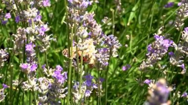 Kelebek yavaş hareket uçar. Yetişkin kelebekler turuncu siyah kanatları ve sabah bir lavanta çiçek üzerinde sinek. Bu yaz sezonunun güzel doğası.