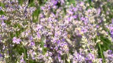 Kelebek yavaş hareket uçar. Yetişkin kelebekler turuncu siyah kanatları ve sabah bir lavanta çiçek üzerinde sinek. Bu yaz sezonunun güzel doğası.