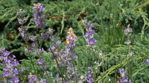 蝶はスローモーションを飛ぶ 大人の蝶はオレンジ色の黒い翼を持ち 朝はラベンダーの花の上を飛びます これは夏の季節の美しい自然です — ストック動画