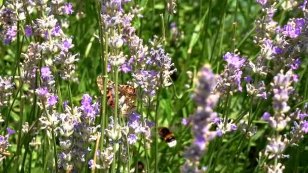 Farfalle Rallentatore Farfalle Adulte Arancio Ali Nere Volare Fiore Lavanda — Video Stock