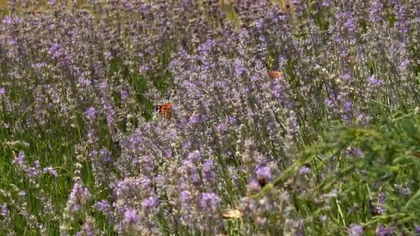 Schmetterling Fliegt Zeitlupe Die Erwachsenen Schmetterlinge Haben Orange Schwarze Flügel — Stockvideo