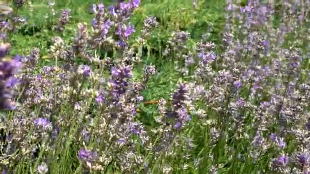 蝴蝶飞得慢动作 成年蝴蝶在早晨飞在薰衣草花上 这是夏日的美丽自然 — 图库视频影像