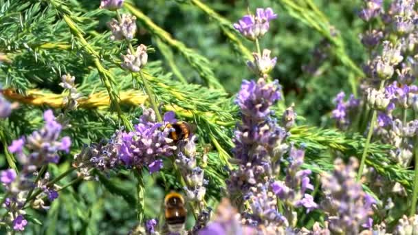 大黄蜂从盛开的薰衣草中收集花蜜的特写视频 — 图库视频影像