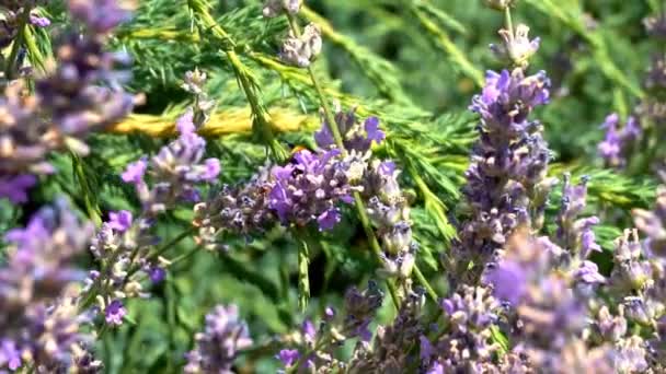 Close Video Bumblebee Collecting Nectar Blooming Lavender — Stock Video