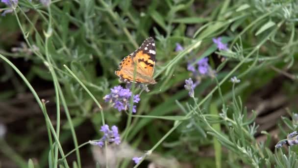 Butterfly Vliegt Slow Motion Volwassen Vlinders Oranje Zwarte Vleugels Vliegen — Stockvideo