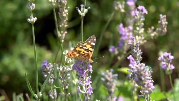 Schmetterling fliegt Zeitlupe. Die erwachsenen Schmetterlinge haben orange schwarze Flügel und fliegen morgens auf einer Lavendelblüte. Das ist die schöne Natur der Sommersaison.