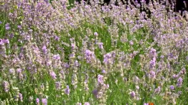 Lavendel Blommande Buskar Sakta Vajande Vinden Solskenet Varm Sommardag — Stockvideo