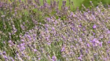 Lavanta çiçekli çalılar yavaş yavaş sıcak bir yaz gününün güneşışığında esinti sallanan.