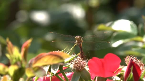 Dragonfly Sitting Flower Playing Rays Summer Sun — Stock Video