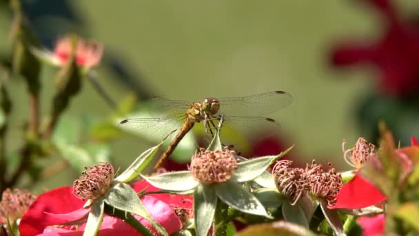 Dragonfly Siedzi Kwiat Grając Promieniach Letniego Słońca — Wideo stockowe