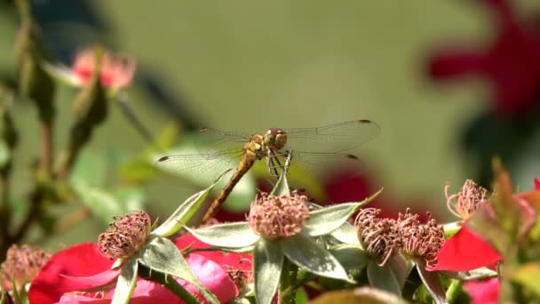 Dragonfly Sedí Květině Která Hraje Paprscích Letního Slunce — Stock video