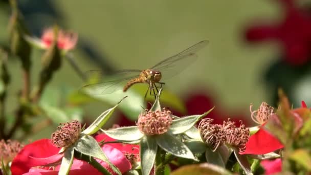 Dragonfly Zittend Een Bloem Spelen Stralen Van Zomerzon — Stockvideo