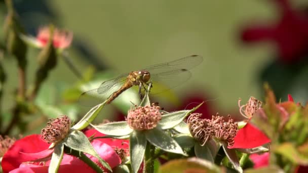 Dragonfly Siedzi Kwiat Grając Promieniach Letniego Słońca — Wideo stockowe