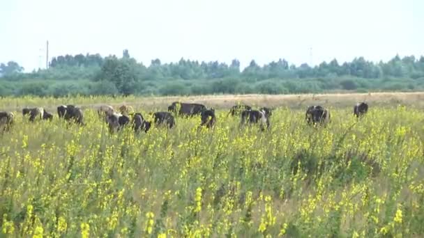 Kühe Weiden Der Sommersaison Auf Einer Weide Industrielle Nutztierhaltung — Stockvideo