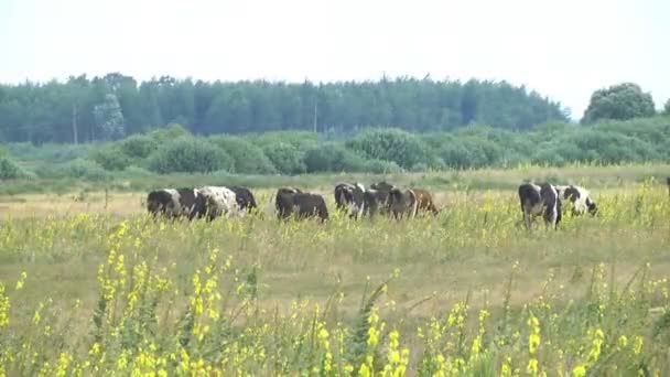 Krowy Pasą Się Łące Sezonie Letnim Rolnictwo Zwierzęce Przemysłowe — Wideo stockowe