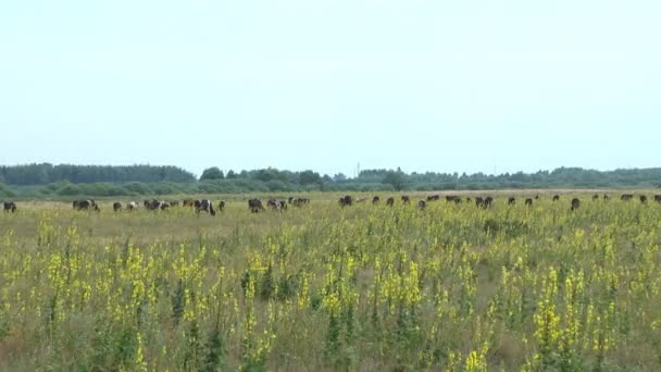 Krowy Pasą Się Łące Sezonie Letnim Rolnictwo Zwierzęce Przemysłowe — Wideo stockowe