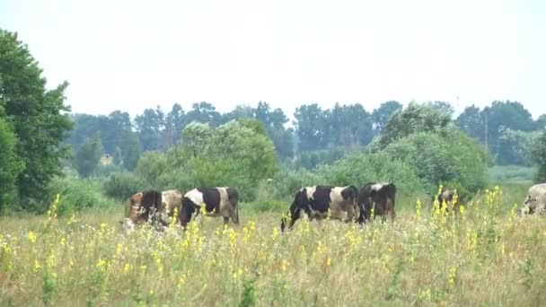 Vacas Que Pastam Prado Estação Verão Agricultura Animal Industrial — Vídeo de Stock