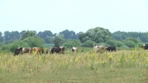 Vaches Broutant Dans Une Prairie Saison Estivale Agriculture Élevage Industriel — Video
