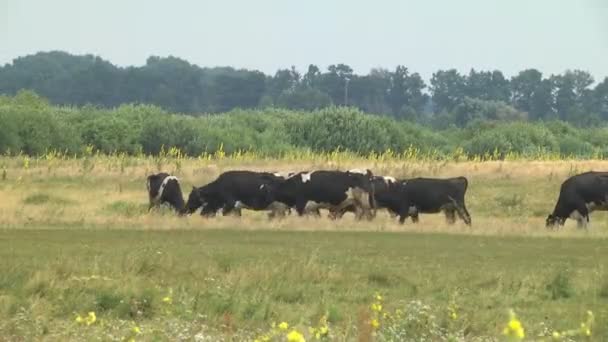 Kühe Weiden Der Sommersaison Auf Einer Weide Industrielle Nutztierhaltung — Stockvideo