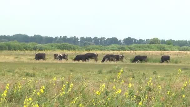 Vaches Broutant Dans Une Prairie Saison Estivale Agriculture Élevage Industriel — Video