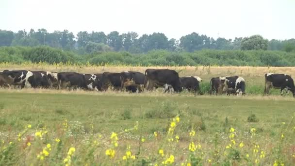 Krowy Pasą Się Łące Sezonie Letnim Rolnictwo Zwierzęce Przemysłowe — Wideo stockowe