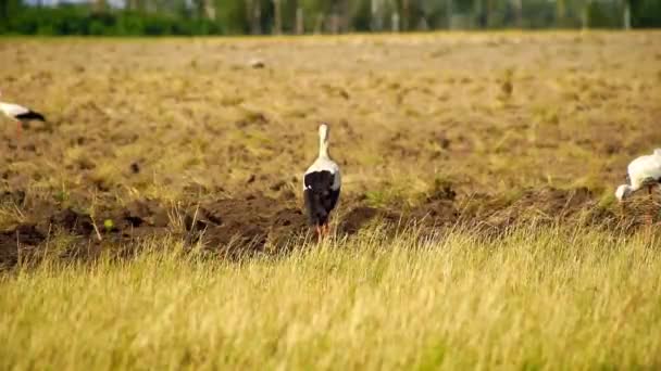 Flock White Storks Flew Look Food Tilled Field Storks Looking — Stock Video