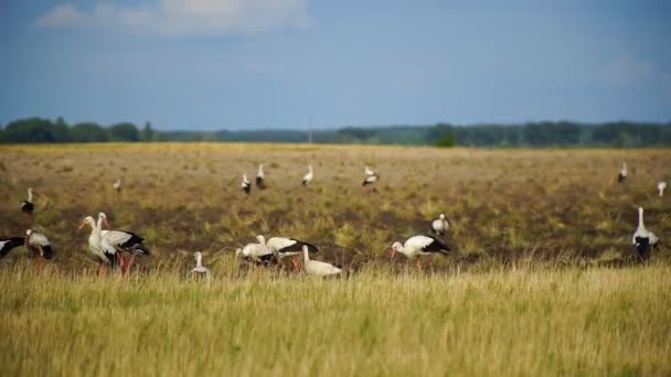 Flock White Storks Flew Look Food Tilled Field Storks Looking — Stock Video