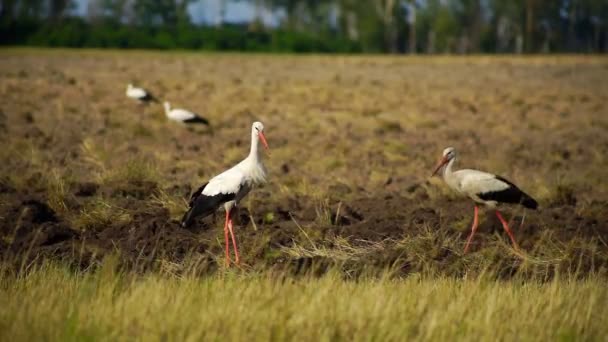 Uno Stormo Cicogne Bianche Volò Cerca Cibo Campo Coltivato Cicogne — Video Stock