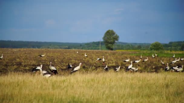 一群白鹤飞来 在耕作的田地里寻找食物 斯托克人正在陆地上寻找食物 美丽的景色 — 图库视频影像