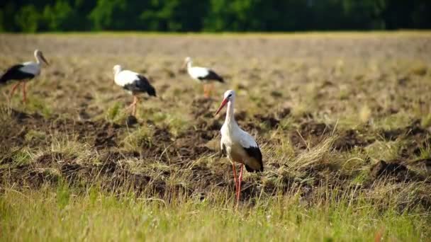 Flock White Storks Flew Look Food Tilled Field Storks Looking — Stock Video