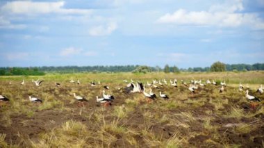 Beyaz leylek sürüsü, tarlada yiyecek aramak için uçtu. Leylekler bu topraklarda yiyecek arıyor. Güzel manzara.