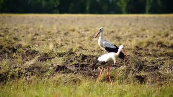 Hejno Bílých Čápů Odletělo Aby Dalo Hledat Jídlo Obdělané Poli — Stock video