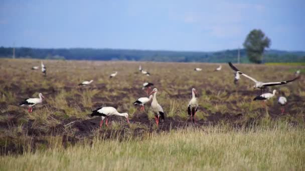 Flock White Storks Flew Look Food Tilled Field Storks Looking — Stock Video