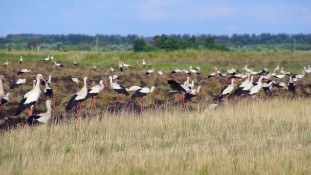 Flock White Storks Flew Look Food Tilled Field Storks Looking — Stock Video