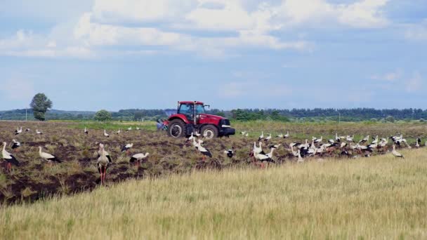 Ein Schwarm Weißstörche flog auf ein bestelltes Feld, um Nahrung zu suchen. Störche suchen auf dem Land nach Nahrung. schöner Anblick.