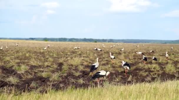 Uno Stormo Cicogne Bianche Volò Cerca Cibo Campo Coltivato Cicogne — Video Stock