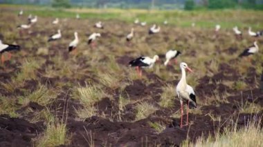 Beyaz leylek sürüsü, tarlada yiyecek aramak için uçtu. Leylekler bu topraklarda yiyecek arıyor. Güzel manzara.