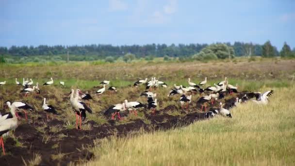 一群白鹤飞来 在耕作的田地里寻找食物 斯托克人正在陆地上寻找食物 美丽的景色 — 图库视频影像