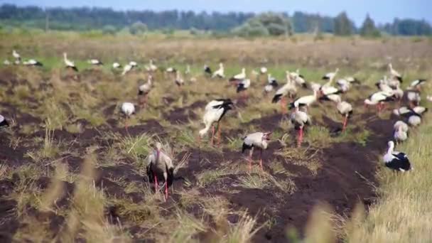 Flock White Storks Flew Look Food Tilled Field Storks Looking — Stock Video