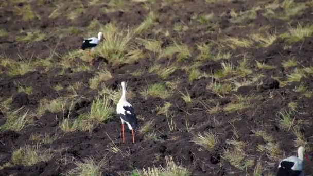 白いコウノトリの群れが耕した畑で食べ物を探すために飛んだ コウノトリは土地で食べ物を探しています 美しい光景 — ストック動画