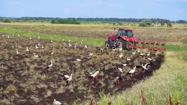 白いコウノトリの群れが耕した畑で食べ物を探すために飛んだ コウノトリは土地で食べ物を探しています 美しい光景 — ストック動画