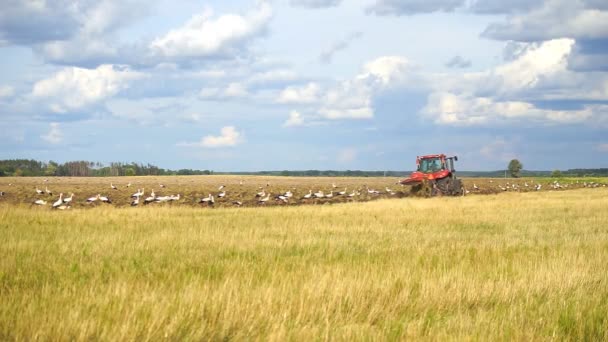 トラクターは 耕した土地で食べ物を探して白いコウノトリに囲まれた土地を耕します 農地の土地を準備トラクターの農家 土地の栽培 — ストック動画