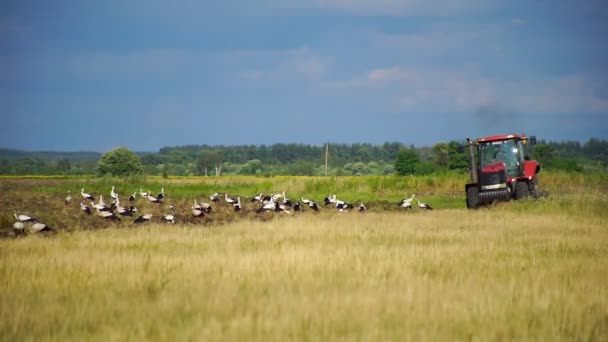 トラクターは 耕した土地で食べ物を探して白いコウノトリに囲まれた土地を耕します 農地の土地を準備トラクターの農家 土地の栽培 — ストック動画